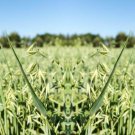 Oat Microgreen Grass Seeds Microgreens Sprouting Easy to Grow