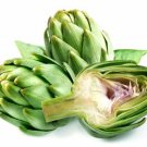 Green Globe French Artichoke Heirloom Non Gmo Seeds  Easy to Grow