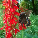 Variety Of Wildflower Seed Packets Select From List Or Buy Entire Collection Easy to Grow