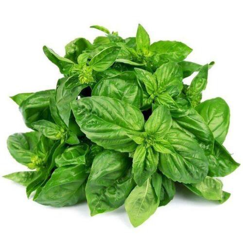 Sweet Basil Culinary Herb Heirloom Seeds Easy to Grow