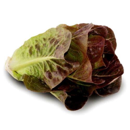Red Deer Tongue Leaf Lettuce Seeds Microgreens Or Garden  Easy to Grow