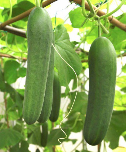 Cucumber Spacemaster Heirloom Seeds  Easy to Grow
