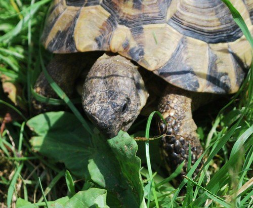 Russian Tortoise Forage Seed Mix Also For Sulcata And Leopard  Easy to Grow