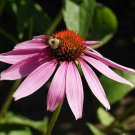 Purple Coneflower Seeds Echinacea Purpurea  Easy to Grow