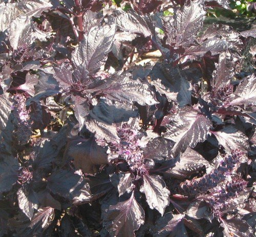 Purple Ruffled Basil Seeds Ocimum Basilicum  Easy to Grow