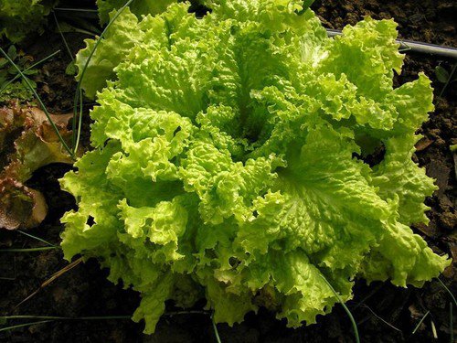 Grand Rapids Lettuce Tbr Seeds Microgreens Or Garden  Easy to Grow