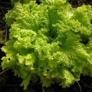 Grand Rapids Lettuce Tbr Seeds Microgreens Or Garden  Easy to Grow