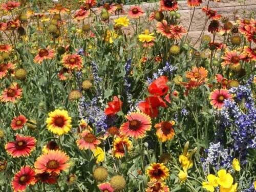 Dry Area Wildflower Mix Seeds Perennials And Annuals  Easy to Grow