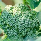Heirloom Broccoli De Cicco Seeds Brassica Oleracea  Easy to Grow