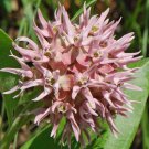 Showy Milkweed Seeds Asclepias Speciosa  Easy to Grow
