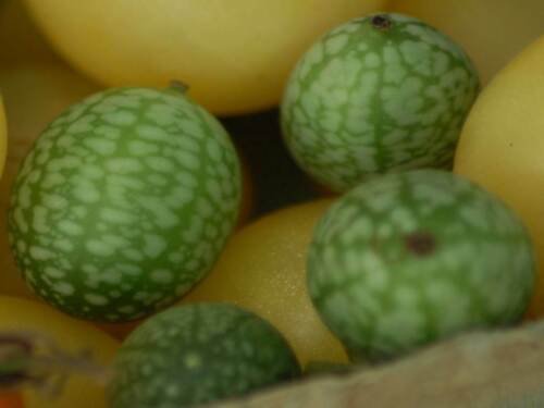 Mexican Sour Gherkin Cucumber Seeds Melothria Scabra  Easy to Grow