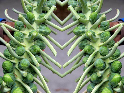 Long Island Improved Brussel Sprouts Seeds Br Oleracea Var Gemmifera  Easy to Grow