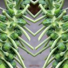 Long Island Improved Brussel Sprouts Seeds Br Oleracea Var Gemmifera  Easy to Grow