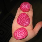 Chioggia Beet Open Pollinated Heirloom Vegetable Seeds  Easy to Grow