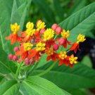Bloodflower Milkweed Asclepias Curassavica  Easy to Grow