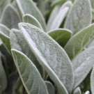 Prairie Sage Wildflower Seeds Artemisia Ludoviciana  Easy to Grow