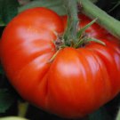 Heirloom Beefsteak Tomato Seeds Solanum Lycopersicum  Easy to Grow
