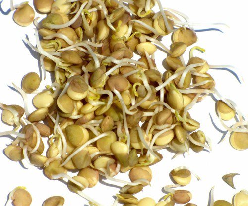 Green Lentil Bean Sprouting Seeds  Easy to Grow