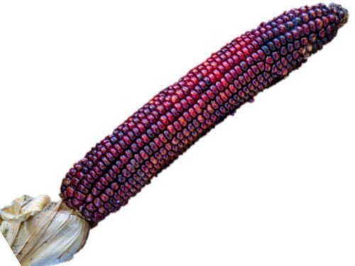Heirloom Bloody Butcher Corn Seeds Zea Mays  Easy to Grow