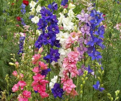 Rocket Larkspur Colorful Mix Seeds  Easy to Grow