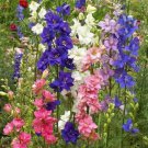 Rocket Larkspur Colorful Mix Seeds  Easy to Grow