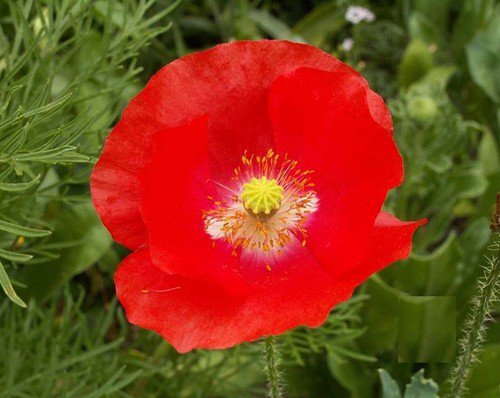 Red Shirley Corn Poppy Flower Seeds Papaver Rhoeas  Easy to Grow
