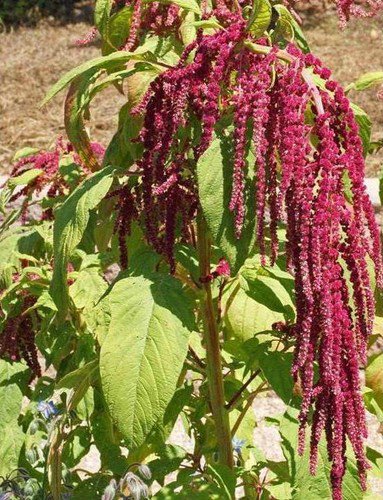 Love Lies Bleeding Amaranth Seeds  Easy to Grow