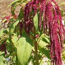 Love Lies Bleeding Amaranth Seeds  Easy to Grow