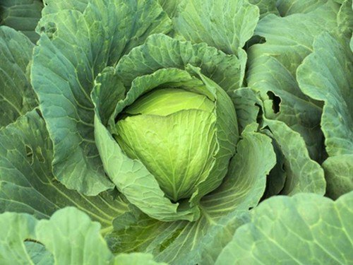 Heirloom Early Jersey Wakefield Cabbage Seeds Brs Oleracea Capitata  Easy to Grow
