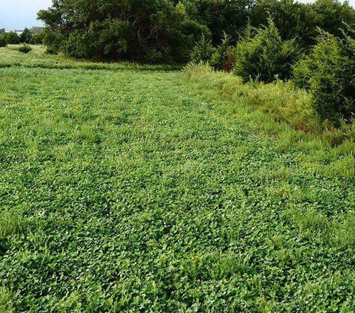Buck Forage Plot Seed Mix  Easy to Grow