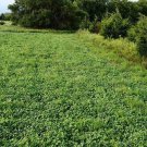 Buck Forage Plot Seed Mix  Easy to Grow