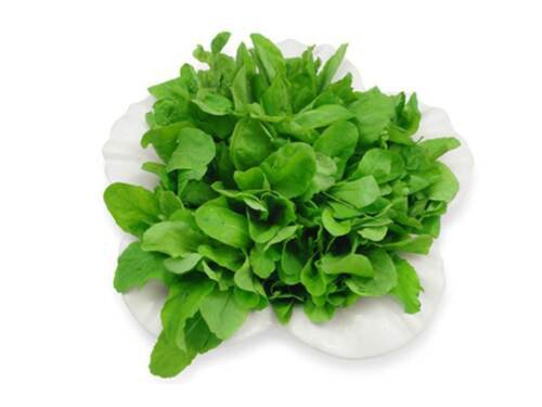 Heirloom Arugula Roquette Seeds Eruca Vesicaria Var Sativa  Easy to Grow