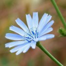Chicory Heirloom Seeds Seeds May Be Treated  Easy to Grow