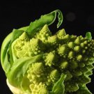 Romanesco Italia Fractal Broccoli Seeds  Easy to Grow