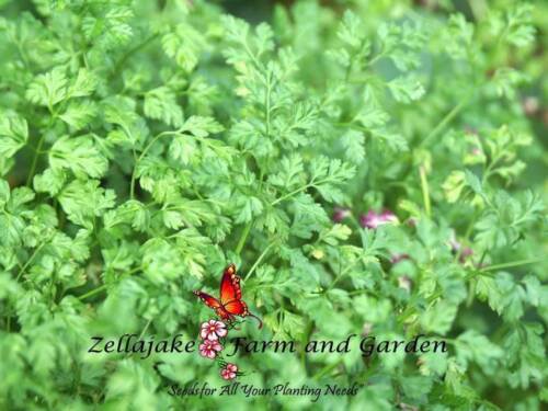 Winter Chervil Culinary Herb Heirloom Seeds  Easy to Grow