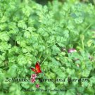 Winter Chervil Culinary Herb Heirloom Seeds  Easy to Grow