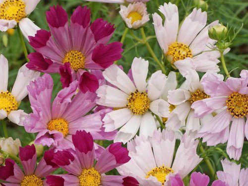 Cosmos Sea Shells Mix Flower Seeds  Easy to Grow