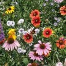 Northeast Wildflower Mix Seeds Annuals And Perennials  Easy to Grow