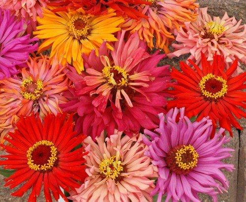Zinnia Cactus Flowered Mix Seeds  Easy to Grow