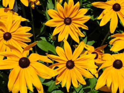 Black Eyed Sn Wildflower Seeds Rudbeckia Hirta  Easy to Grow