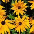 Black Eyed Sn Wildflower Seeds Rudbeckia Hirta  Easy to Grow