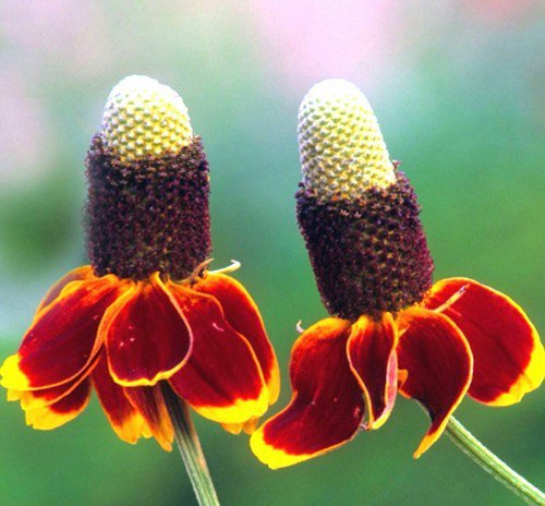 Mexican Hat Wildflower Seeds  Easy to Grow
