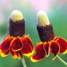 Mexican Hat Wildflower Seeds  Easy to Grow