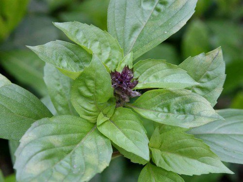 Cinnamon Basil Culinary Herb Seeds  Easy to Grow
