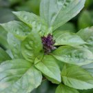Cinnamon Basil Culinary Herb Seeds  Easy to Grow