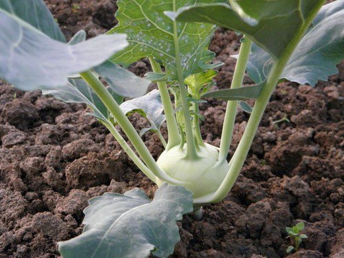 Kohlrabi White Vienna Seeds Microgreen  Easy to Grow