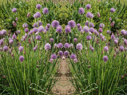 Chives Heirloom Culinary Herb Seeds  Easy to Grow