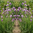 Chives Heirloom Culinary Herb Seeds  Easy to Grow