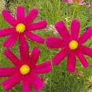Cosmos Dazzler Wildflower Seeds  Easy to Grow