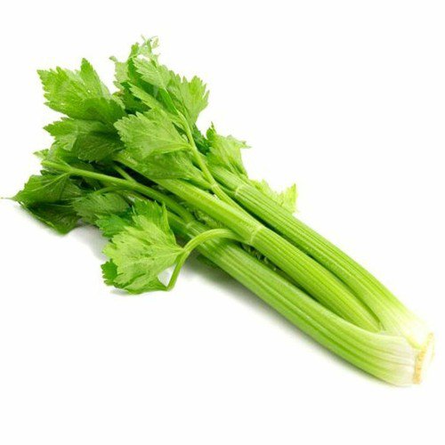 Celery Utah Tall Heirloom Seeds  Easy to Grow